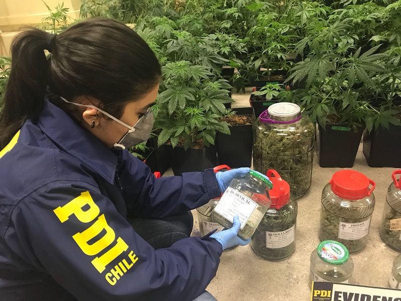 PDI Valdivia detuvo a un médico y a ingeniero por cultivo y microtráfico de marihuana