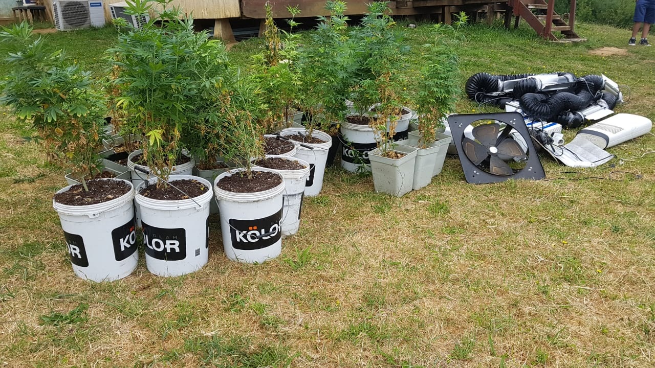 En Niebla Carabineros decomisó cultivo indoor de marihuana
