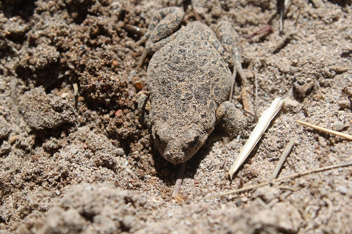 Profesional de la UACh realiza sorprendente hallazgo de especie considerada en peligro y rara para Chile