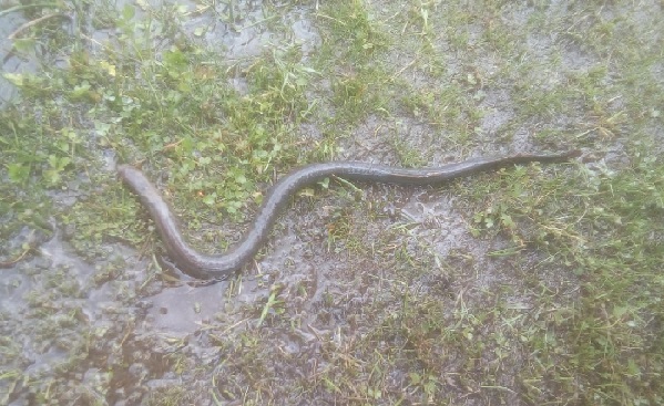 Vecinos de Collico piden investigación por especie de culebra que circula cerca de la playa del sector
