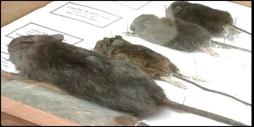 Confirman segundo fallecimiento por Hantavirus en región de Los Ríos