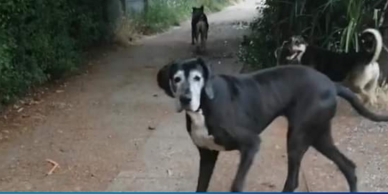 En sector San Luis: vecina pide tenencia responsable de perros que andan sueltos y han mordido a personas