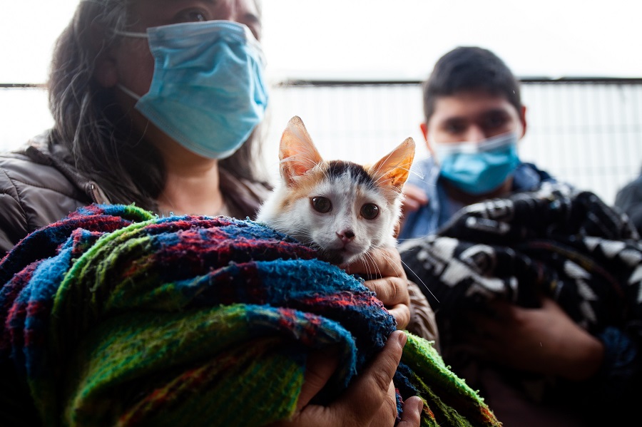 Este fin de semana: Municipio de Valdivia realizará charlas, colocación de vacunas antirrábicas y microchips en Expo “Yo amo a mi mascota”