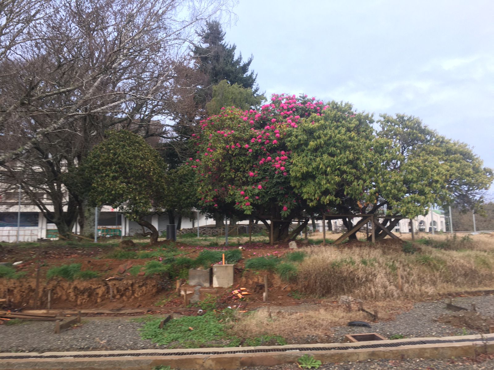 Alertan por intervención y abandono de históricos rododendros en Plaza Pedro de Valdivia