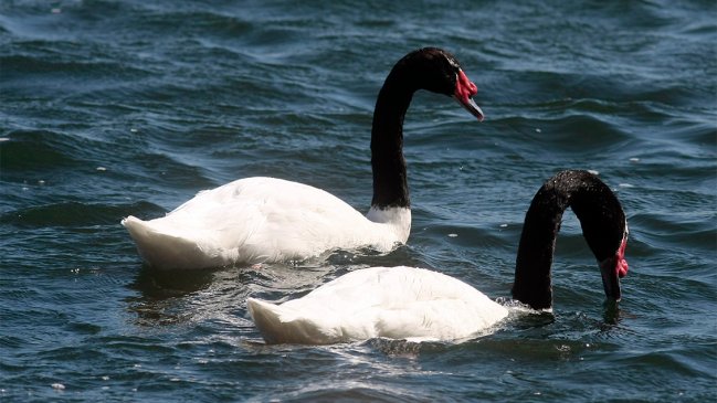 Organizaciones prepara plan de manejo para lobos marinos en relación con los constantes ataques a cisnes de cuello negro