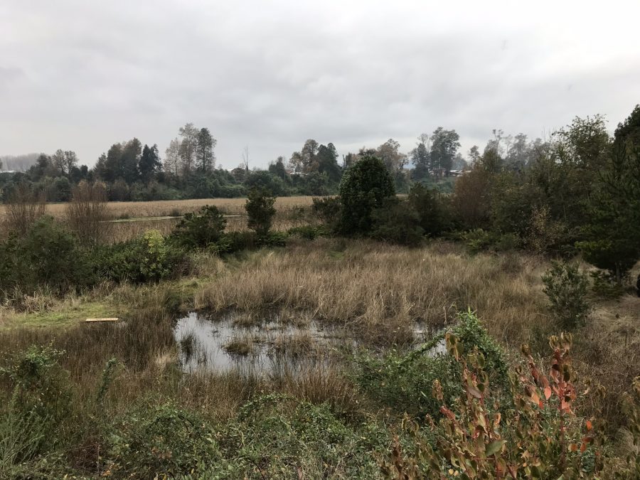 Tribunal acogió parcialmente reclamación de inmobiliaria por declaración de humedal urbano “Los Pelúes” en Isla Teja