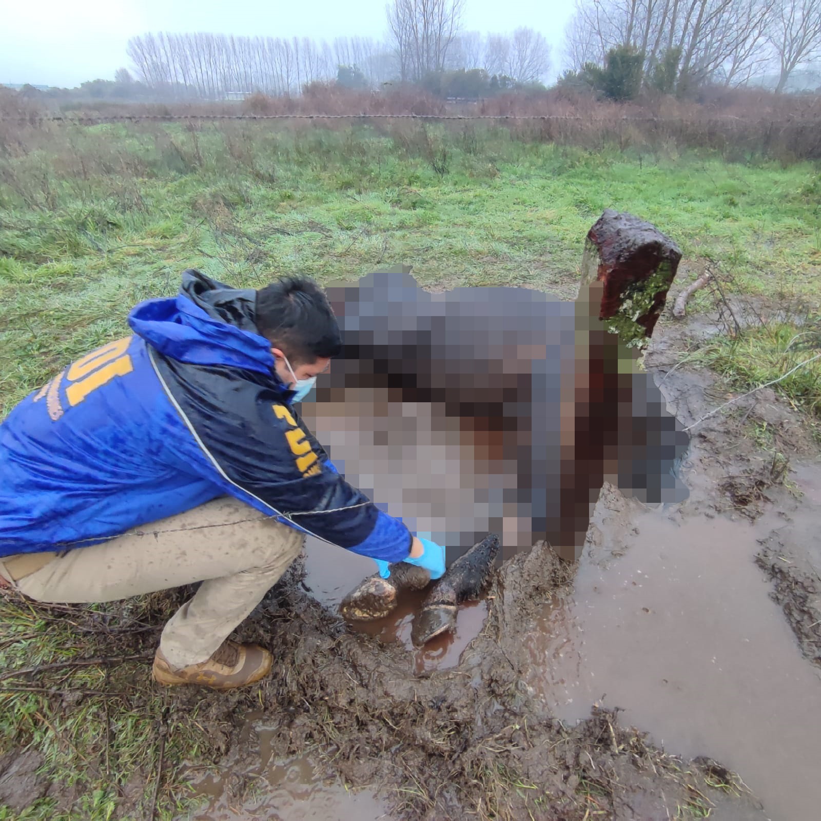 PDI detiene a un hombre por maltrato a un caballo en sector Cabo Blanco