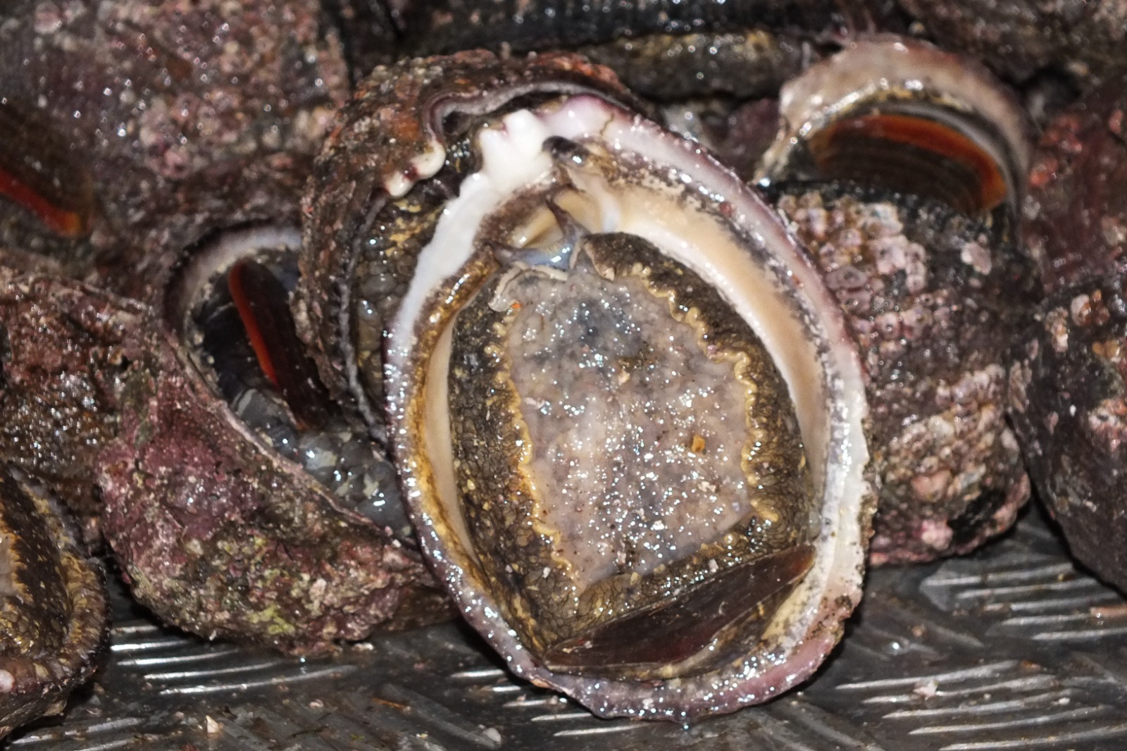 Pescadores de región de Los Ríos solicitan a la Subsecretaría de Pesca y Acuicultura extender el plazo de cosecha del “loco” por todo el mes de septiembre 2023