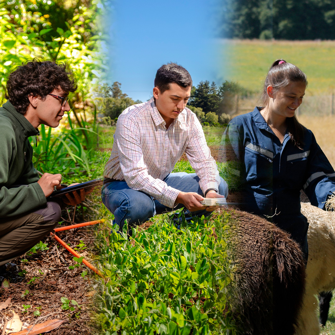 Ranking internacional posiciona a Ciencias Veterinarias y Suelos UACh en primer lugar a nivel nacional